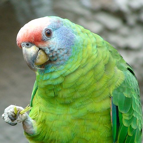 Red-tailed amazon